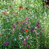 Flowering Mixture Seeds - Shade Mix