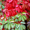 Foliage Plant Collection
