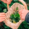 Foraging,  Cookery and Lunch for Two with Totally Wild