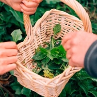 Foraging,  Cookery and Lunch for Two with Totally Wild