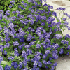 Forget-Me-Not (<i>Myosotis sylvatica</i>) Sylva Blue Plants