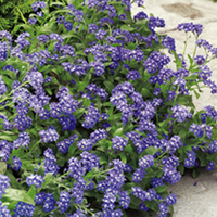 Forget-Me-Not (<i>Myosotis sylvatica</i>) Sylva Blue Plants