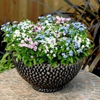 Forget-Me-Not Plants - Mon Amie Mixed