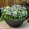 Forget-Me-Not Plants - Mon Amie Mixed