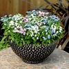 Forget-Me-Not Plants - Sylvia Mixed