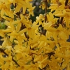Forsythia int. Plant - Week-End