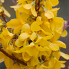 Forsythia int. Plant - Week-End