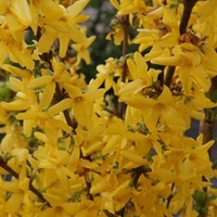 Forsythia Intermedia - Week-End