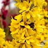 Forsythia intermedia MIKADOR (PBR)