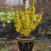 Forsythia Intermedia Nimbus