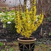 Forsythia Intermedia Nimbus