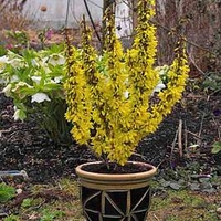Forsythia Intermedia Nimbus