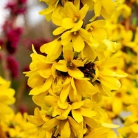 Forsythia intermedia Plant - Mikador
