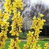 Forsythia intermedia Plant