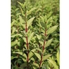 Forsythia koreana Plant - Kumsum