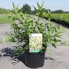 Forsythia Maree D Plant - Maree Dor®