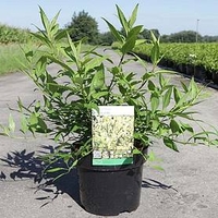 Forsythia Maree D Plant - Maree Dor®