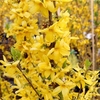 Forsythia Plant - Goldrausch
