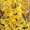 Forsythia Plant - Goldrausch