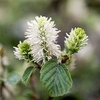 Fothergilla major 