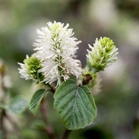 Fothergilla major Plant - Blue Shadow NOBLE