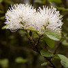 Fothergilla Plant - Major