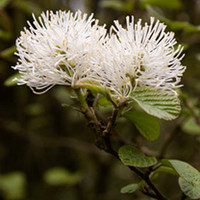 Fothergilla Plant - Major