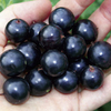 Fourberry Plant - Black Gem