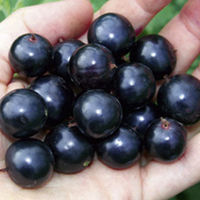 Fourberry Plants - Twin Pack