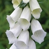 Foxglove Alba