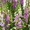 Foxglove Mixed