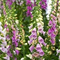Foxglove Mixed