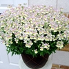 Fragrant Nemesia