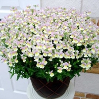 Fragrant Nemesia