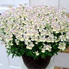 Fragrant Nemesia