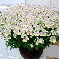Fragrant Nemesia