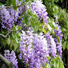 Fragrant Plant Collection - OFFER