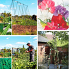 Frame & Seed Offer Buy All For Just L25.00