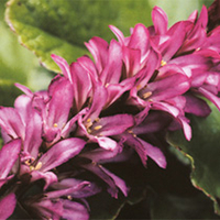 Francoa Rogerson