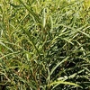 Frangula alnus 