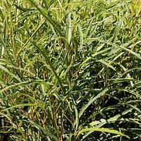 Frangula alnus 