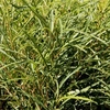 Frangula alnus Plant - Fine Line NOBLE