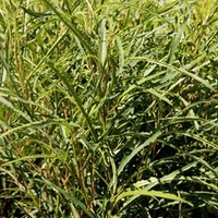 Frangula alnus Plant - Fine Line NOBLE
