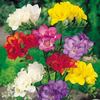 Freesia Corms - Double Mix