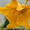 Fremontodendron californicum Plant