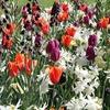 Fresh Spring Bulbs - Mix