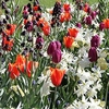 Fresh Spring Bulbs - Mix