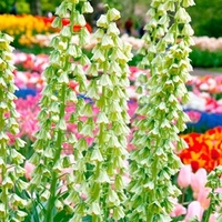 Fritillaria Bulb - Ivory Bells