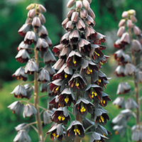 Fritillaria Bulb - Persica