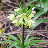 Fritillaria Bulb - Raddeana